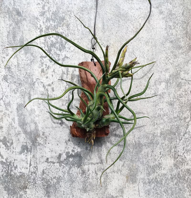 懸掛植物--空氣鳳梨小章魚文心蘭
