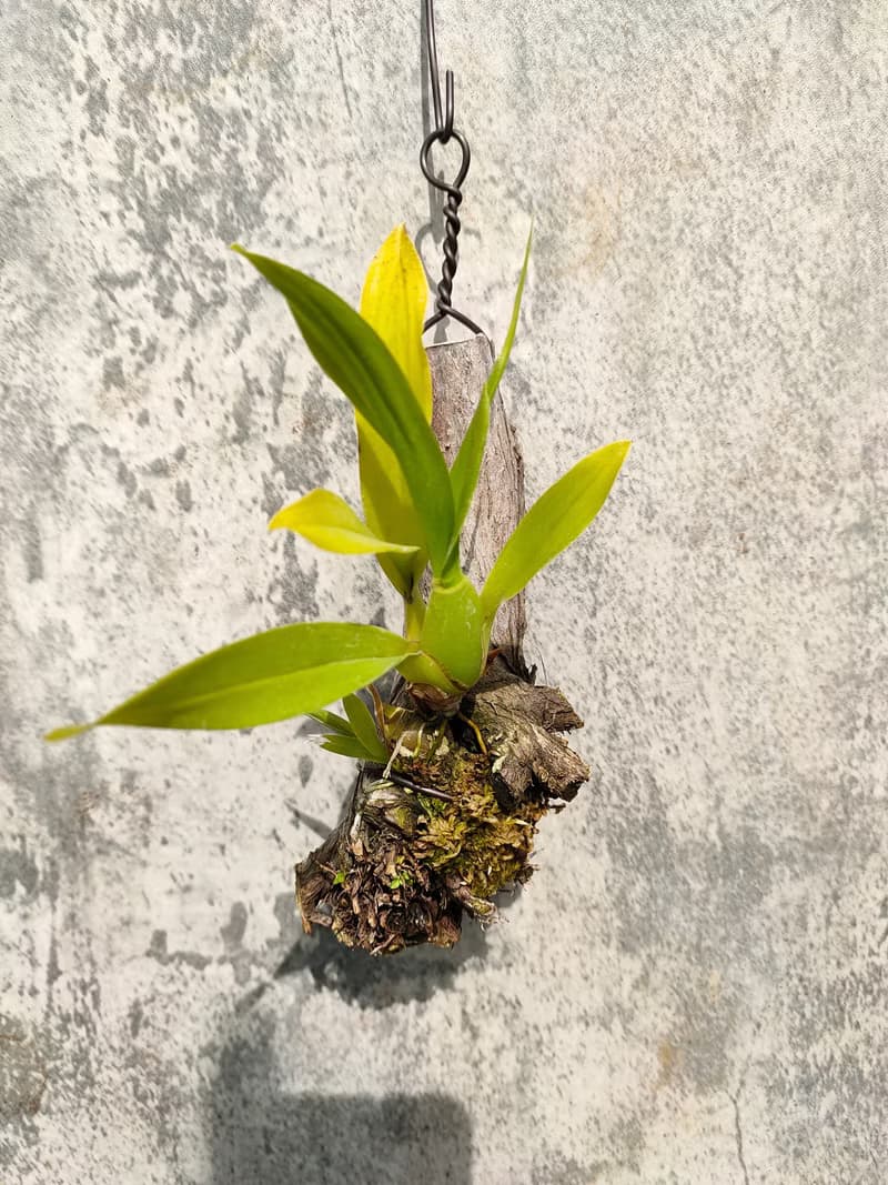 懸掛植物--空氣鳳梨小章魚文心蘭