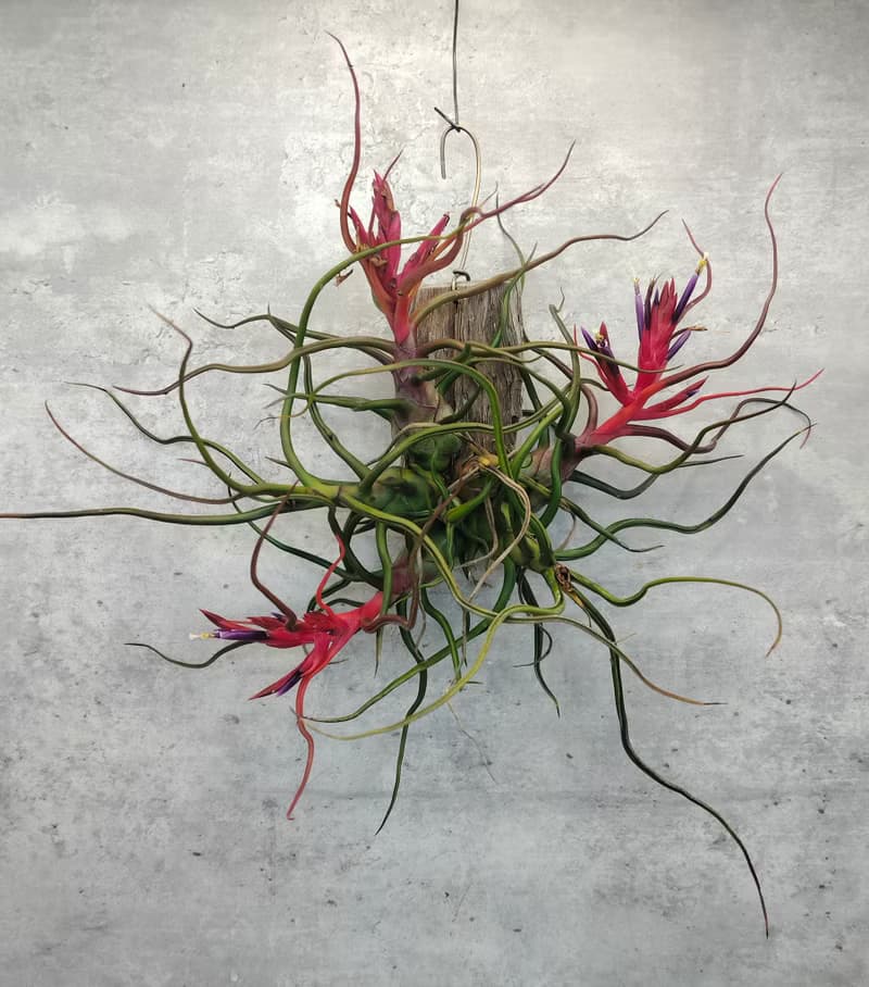 懸掛植物--空氣鳳梨小章魚文心蘭