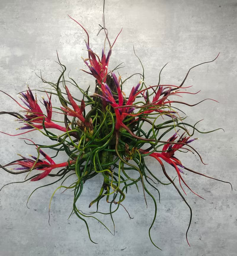 懸掛植物--空氣鳳梨小章魚文心蘭