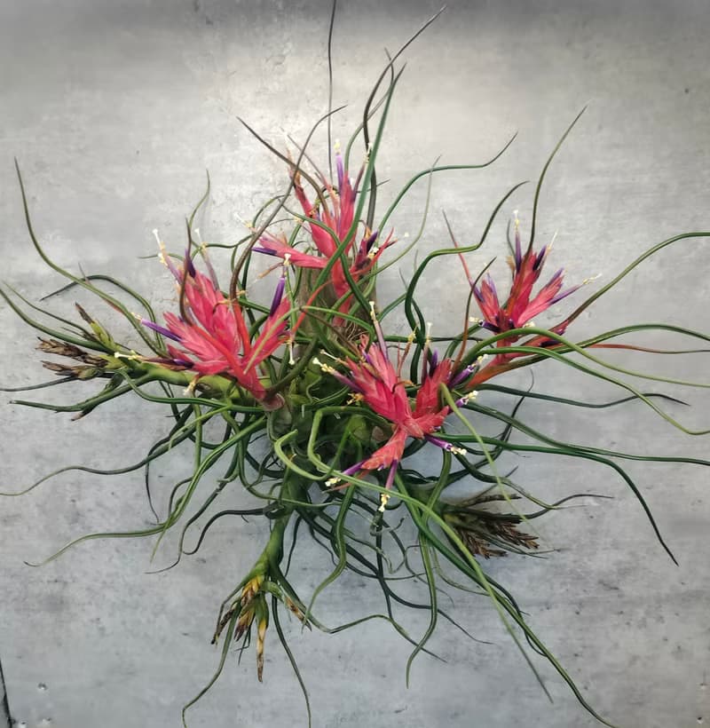 懸掛植物--空氣鳳梨小章魚文心蘭