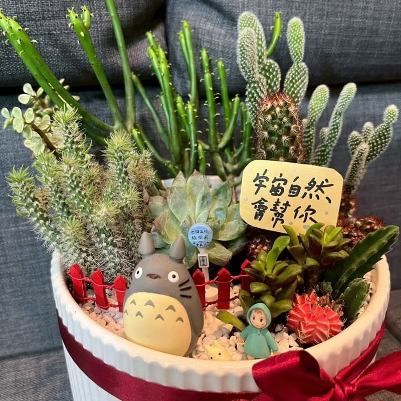 吉卜力龍貓 多肉植物 仙人掌 大盆栽 送禮 臺中市多肉組盆 豆豆龍