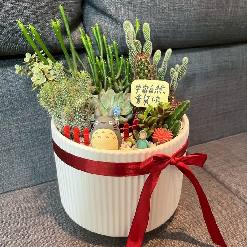 吉卜力龍貓 多肉植物 仙人掌 大盆栽 送禮 臺中市多肉組盆 豆豆龍