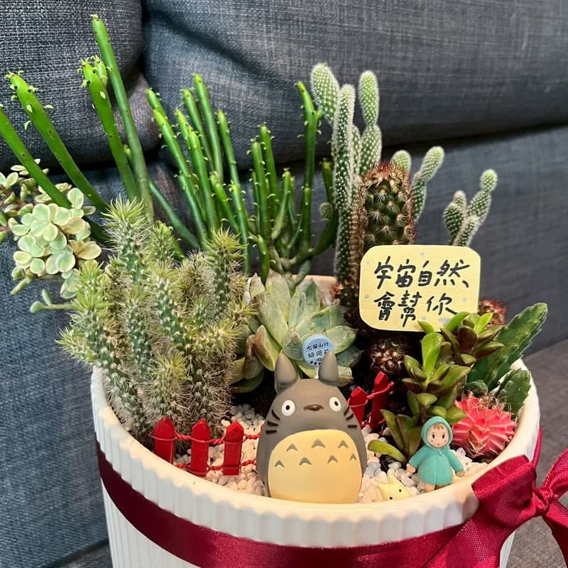 吉卜力龍貓 多肉植物 仙人掌 大盆栽 送禮 臺中市多肉組盆 豆豆龍