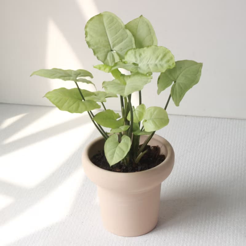 植栽 盆栽 l 白珍珠合果芋 冰淇淋杯盆器 珍珠白葉片 室內植物