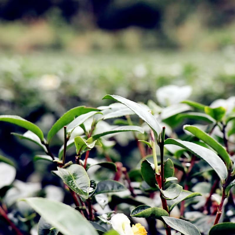 【快速出貨】宜蘭冬山-花間茶語-精選一級原片茶葉