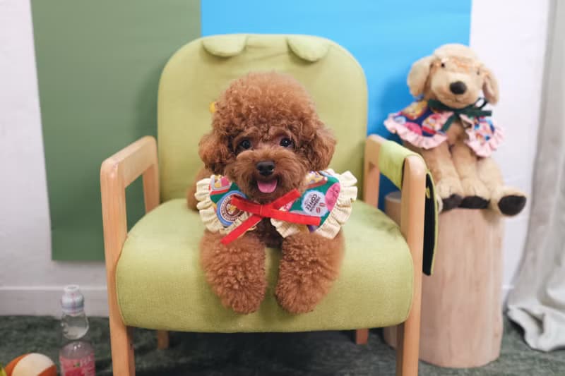 綠色懷舊朱古力 x 蛋黃間條 斗篷cut - 綁繩款