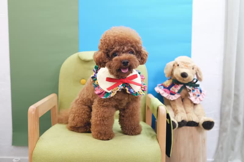 綠色懷舊朱古力 x 蛋黃間條 斗篷cut - 綁繩款