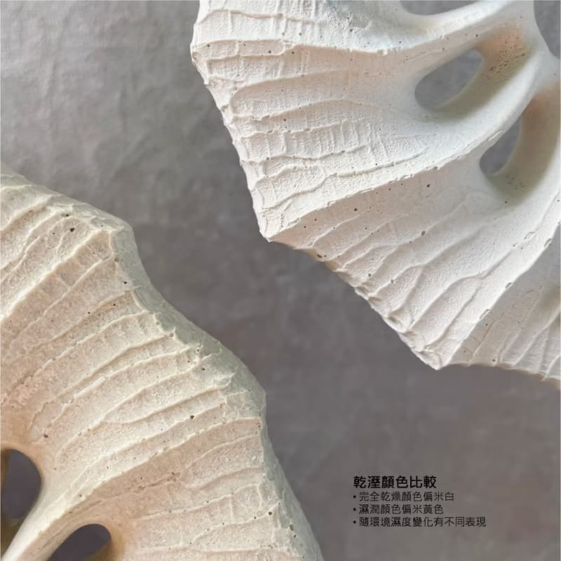 星谷Light Forest 菊石MINI 米白 鹿角蕨水泥板 聖誕禮物