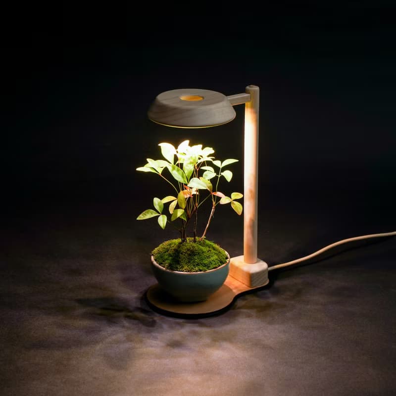 【全光譜 植物燈】不含植物 擬太陽光 圓檯植物燈一般款 | 蒔光
