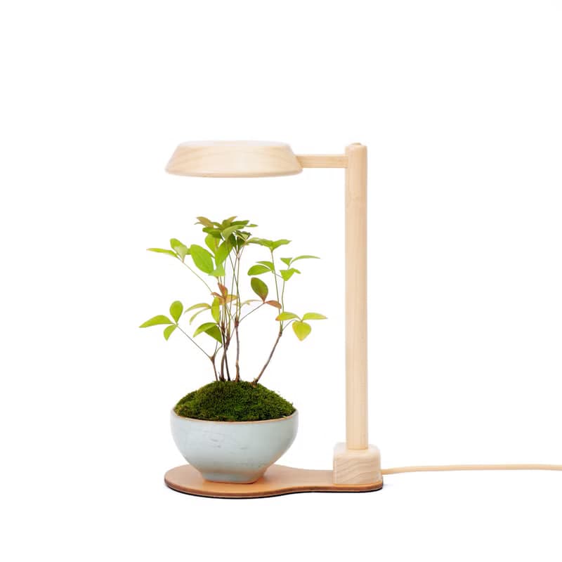 【全光譜 植物燈】不含植物 擬太陽光 圓檯植物燈一般款 | 蒔光