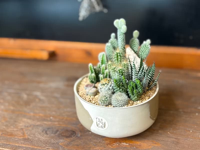 仙人掌沙漠風小盆栽 *掌上型12cm #一物一拍系列 #組合盆栽