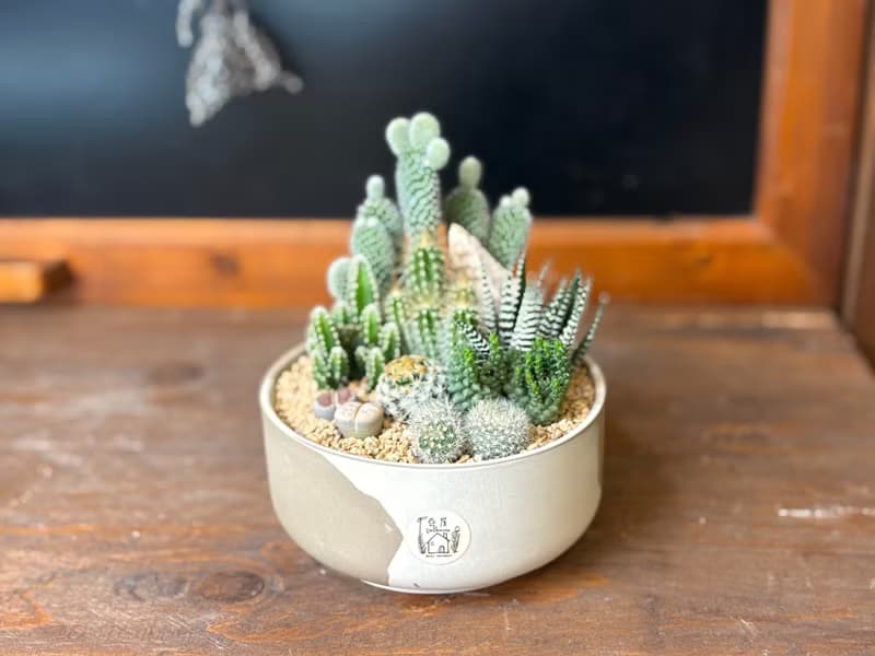 仙人掌沙漠風小盆栽 *掌上型12cm #一物一拍系列 #組合盆栽