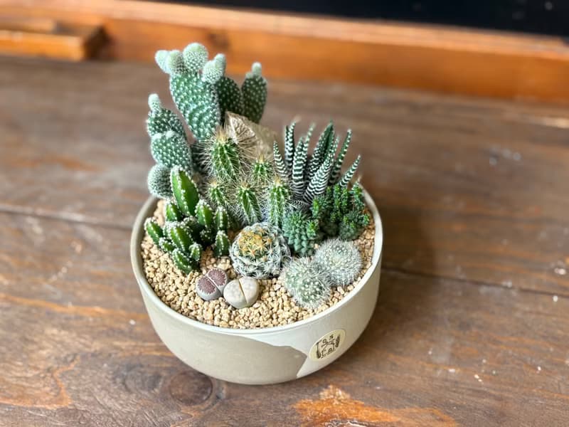 仙人掌沙漠風小盆栽 *掌上型12cm #一物一拍系列 #組合盆栽