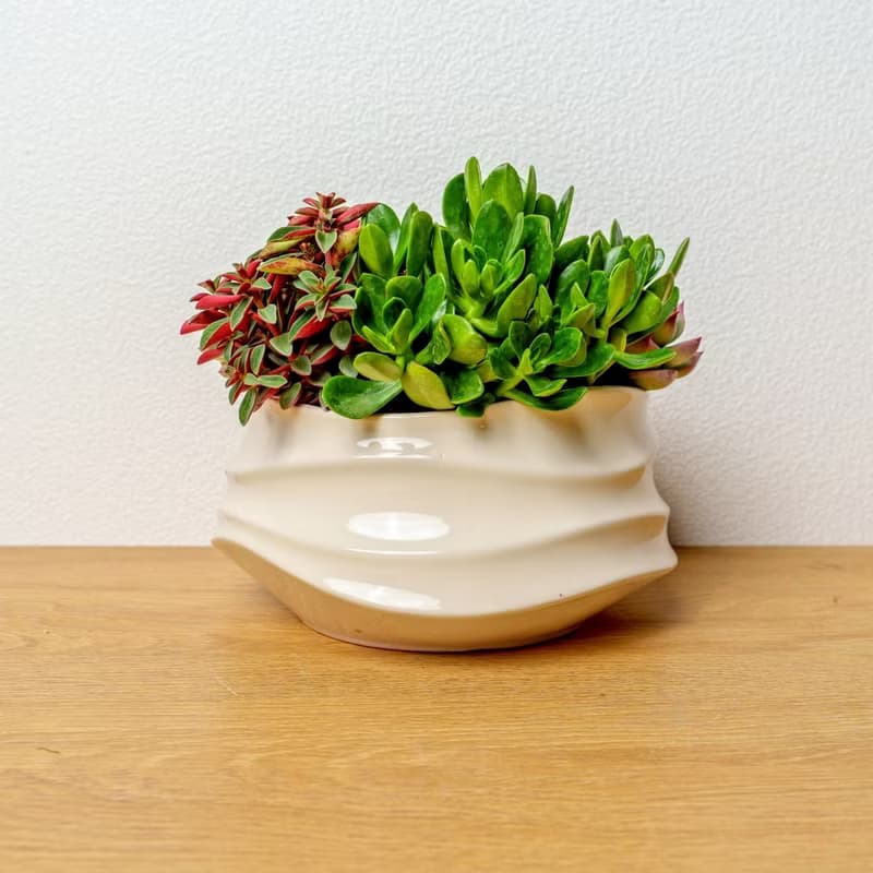 多肉組盆 小波浪圓陶盆白色 桌上型盆栽 開幕送禮 喬遷禮物 植栽