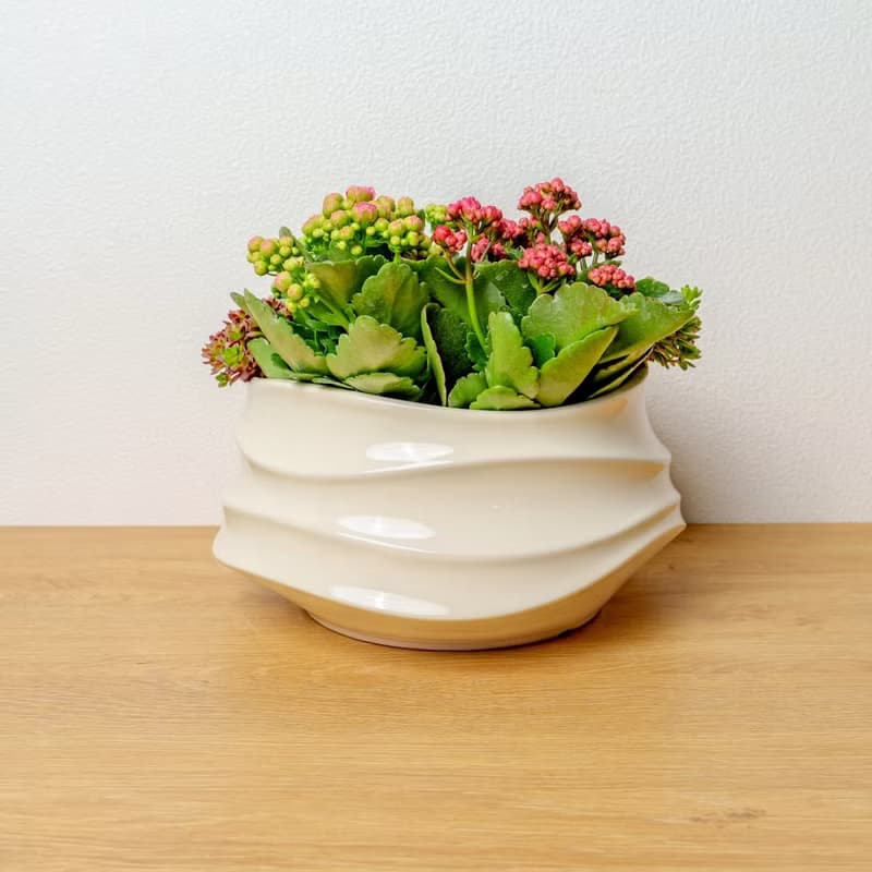多肉組盆 小波浪圓陶盆白色 桌上型盆栽 開幕送禮 喬遷禮物 植栽