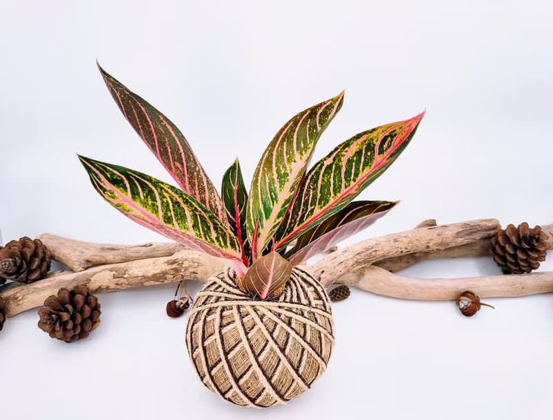 如意粗肋草苔球│蘇門答臘之傲│室內植物│窗邊植物│觀葉植物