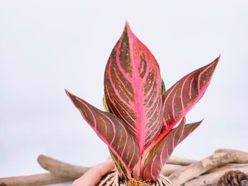 如意粗肋草苔球│蘇門答臘之傲│室內植物│窗邊植物│觀葉植物