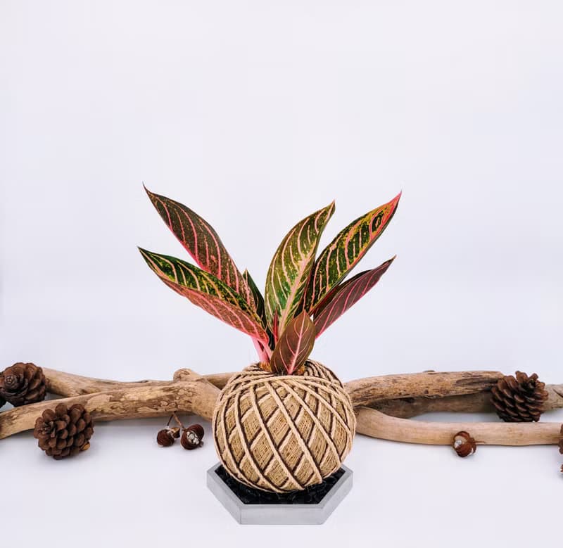 如意粗肋草苔球│蘇門答臘之傲│室內植物│窗邊植物│觀葉植物