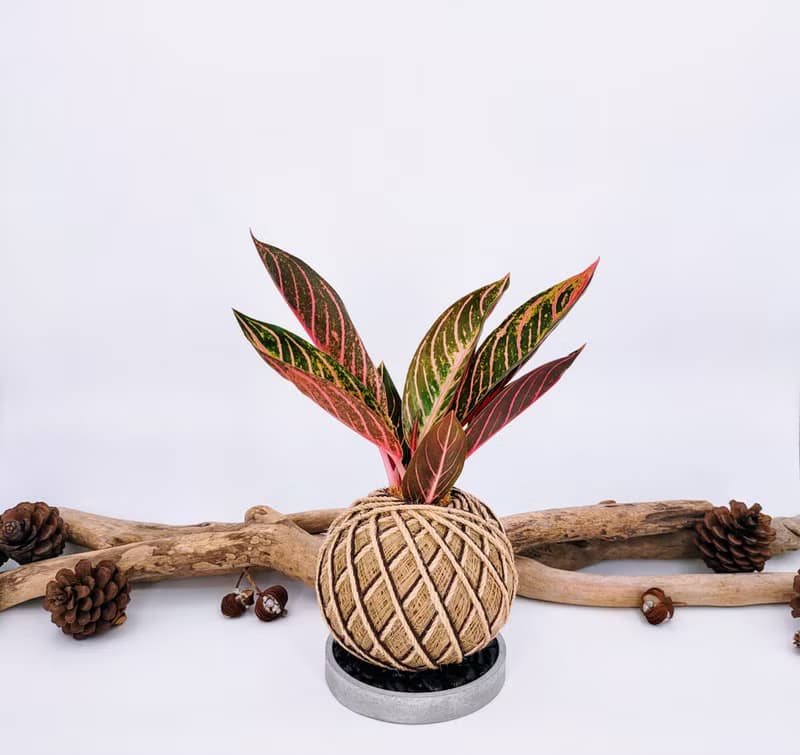 如意粗肋草苔球│蘇門答臘之傲│室內植物│窗邊植物│觀葉植物