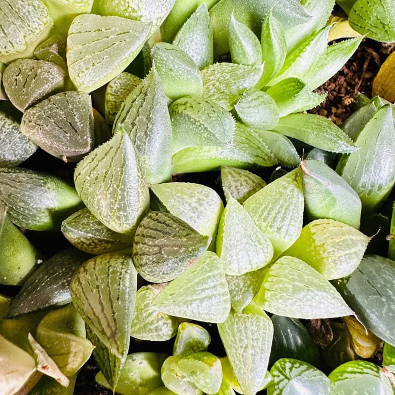 實生苗多肉百合迷你藍色石磨水泥盆 含植物盆栽 園藝多肉植物盆栽