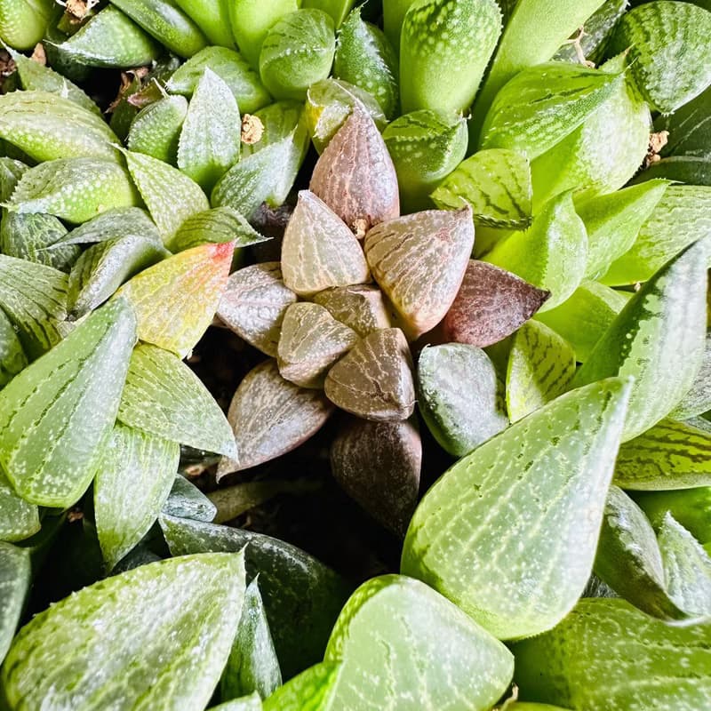 實生苗多肉百合迷你藍色石磨水泥盆 含植物盆栽 園藝多肉植物盆栽