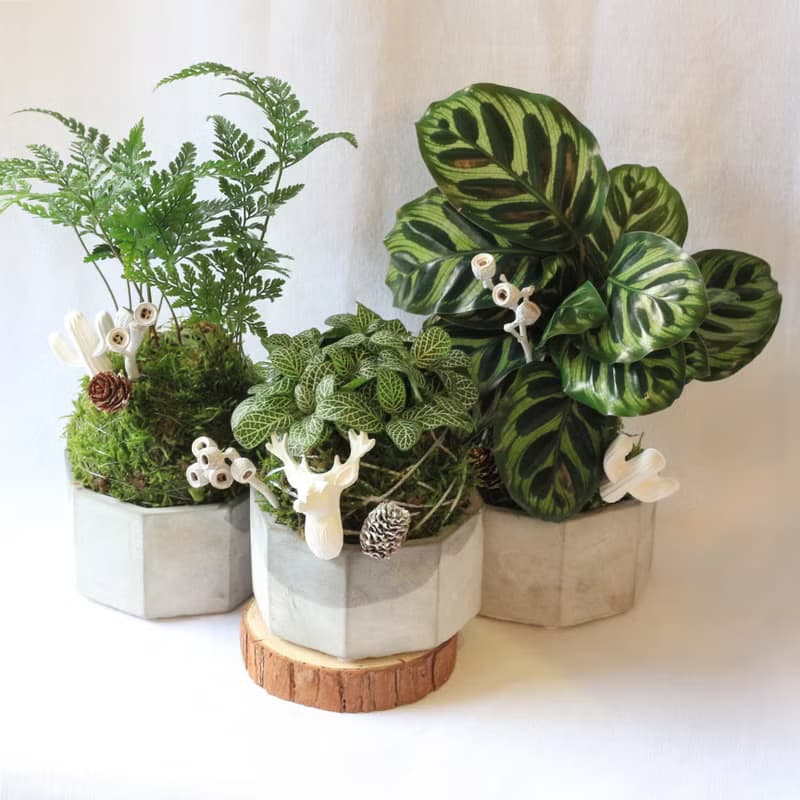 綠植星球/苔癬球+水泥盆+擴香石