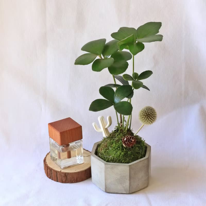 綠植星球/苔癬球+水泥盆+擴香石