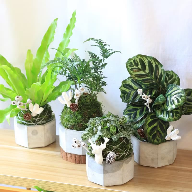 綠植星球/苔癬球+水泥盆+擴香石