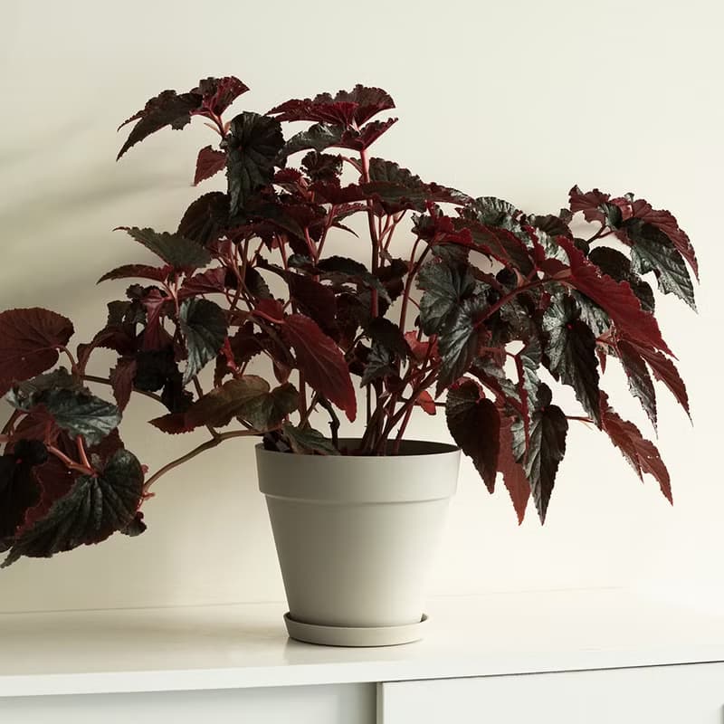 Begonia 黑葉秋海棠大植栽_荷蘭設計極簡霧面盆