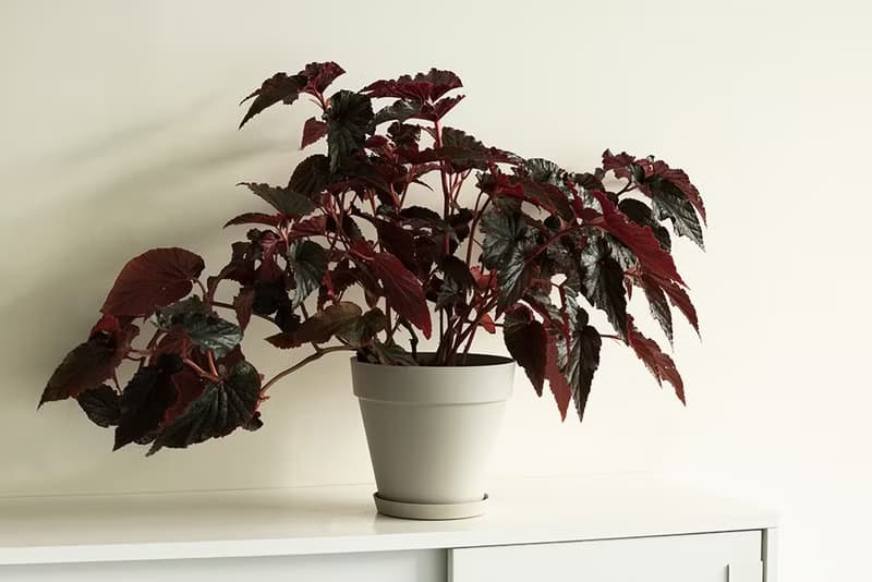 Begonia 黑葉秋海棠大植栽_荷蘭設計極簡霧面盆