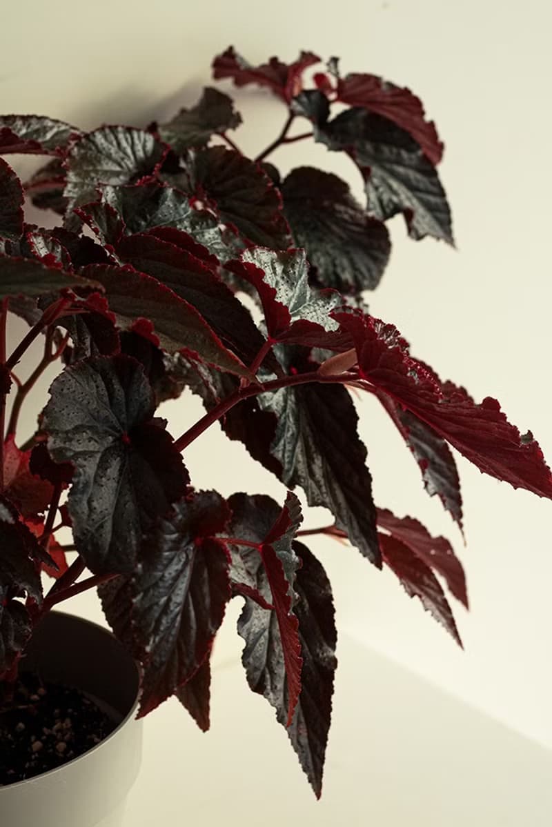 Begonia 黑葉秋海棠大植栽_荷蘭設計極簡霧面盆