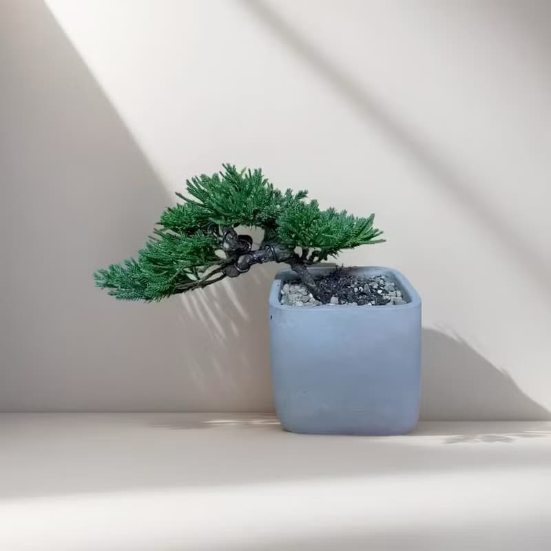 【專人雕塑典雅盆景】真柏小品 桌上植栽 開幕新居喬遷升官送禮