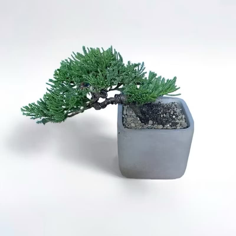 【專人雕塑典雅盆景】真柏小品 桌上植栽 開幕新居喬遷升官送禮