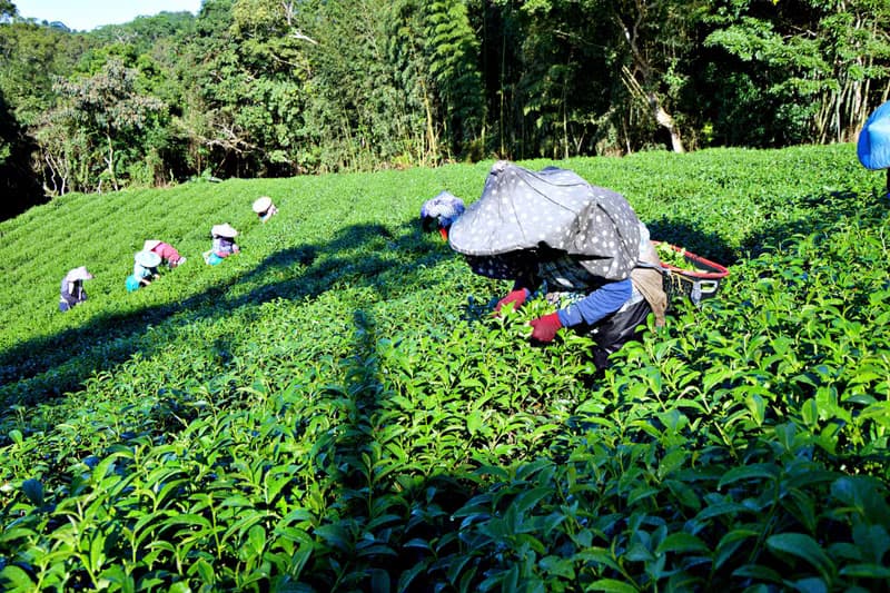 【環保袋裝】阿里山烏龍茶15入 | 手採原葉 | 三角茶包