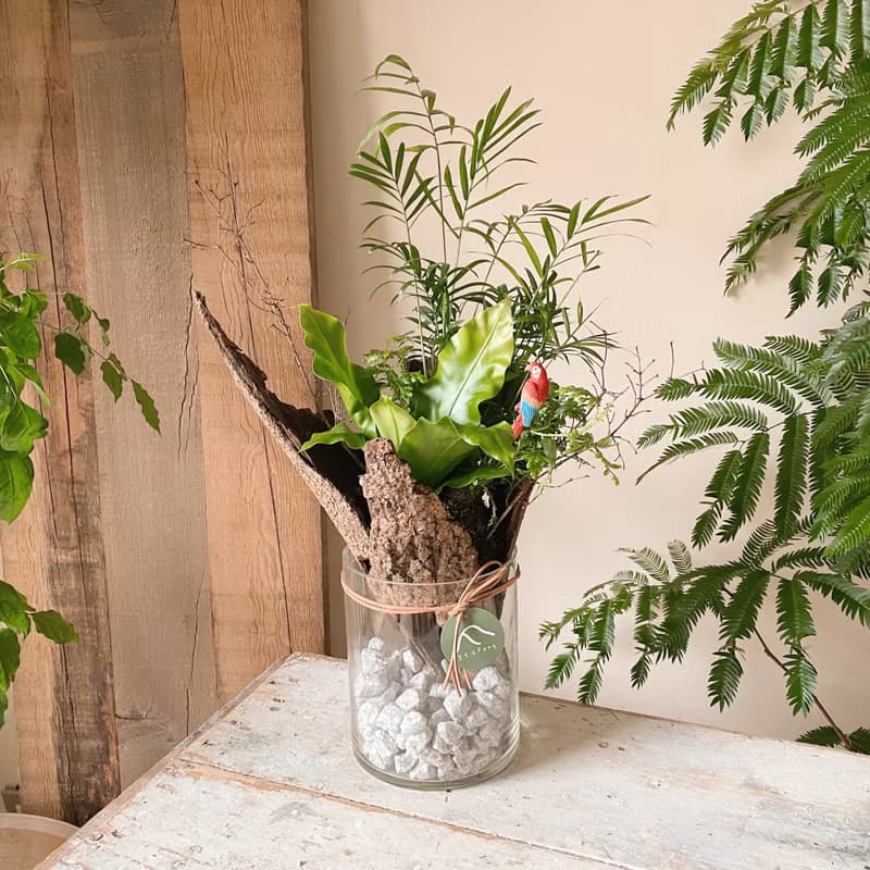 熱帶雨林 苔球植栽 開幕植栽