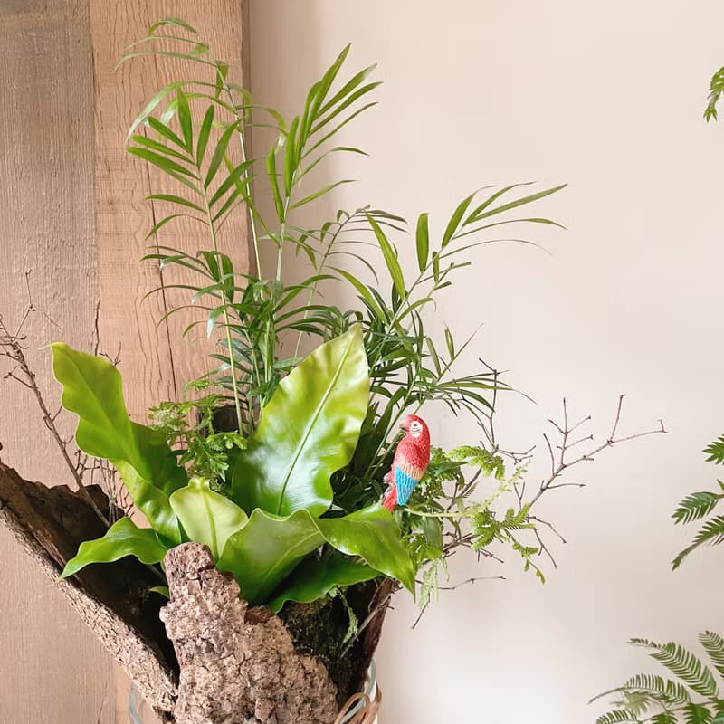 熱帶雨林 苔球植栽 開幕植栽