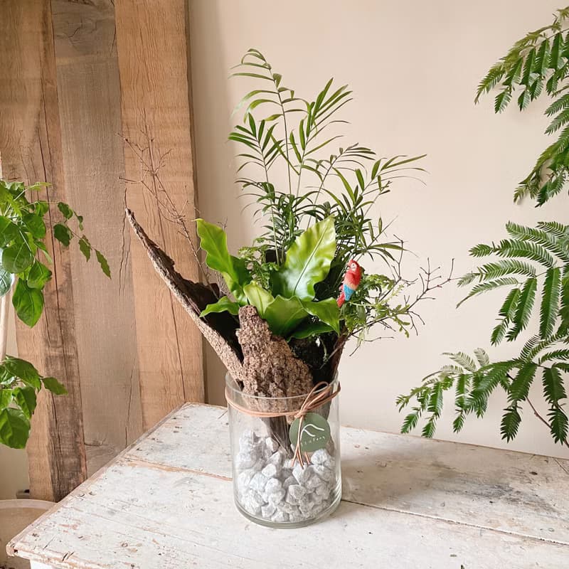 熱帶雨林 苔球植栽 開幕植栽
