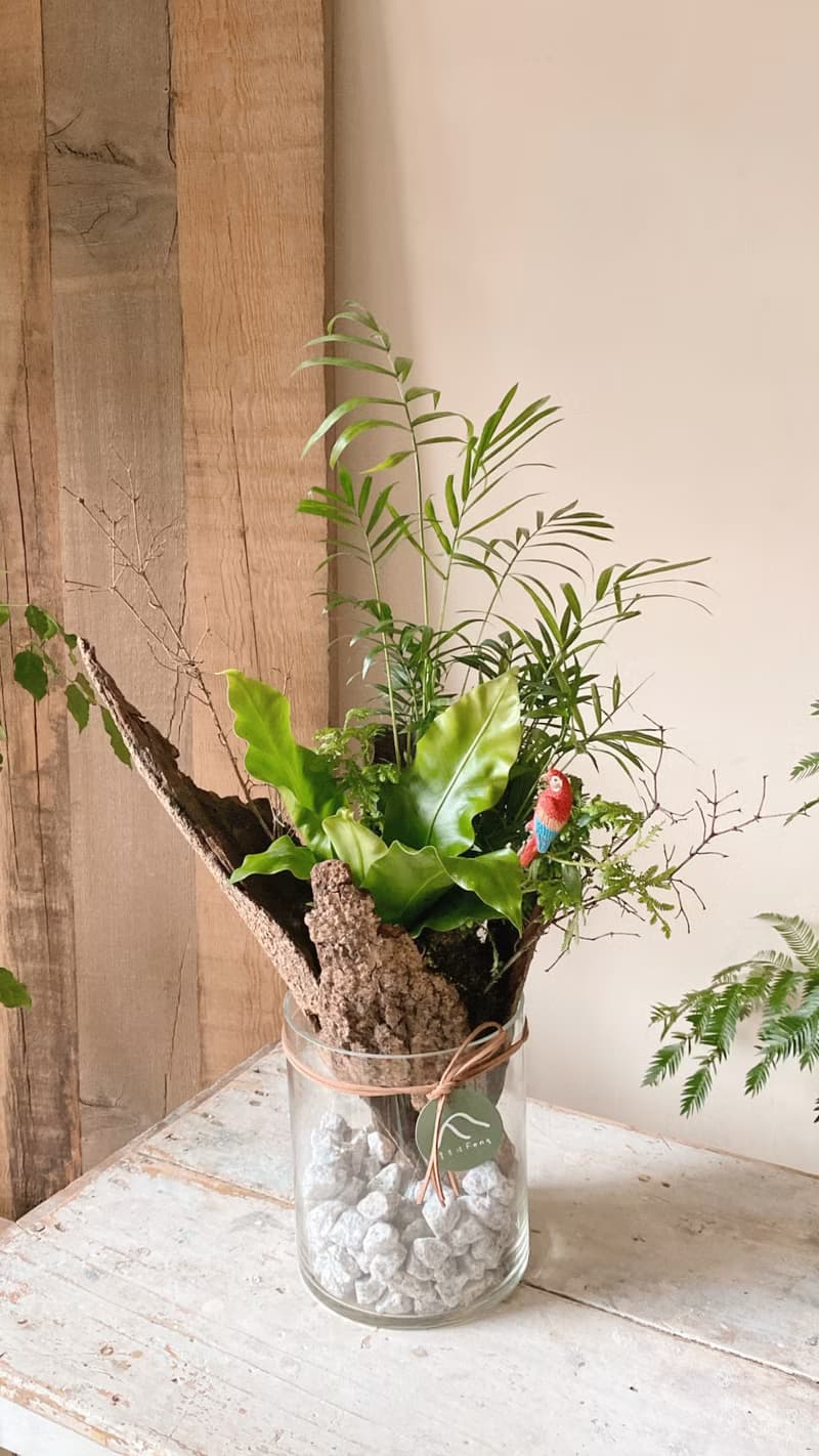 熱帶雨林 苔球植栽 開幕植栽