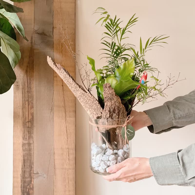 熱帶雨林 苔球植栽 開幕植栽