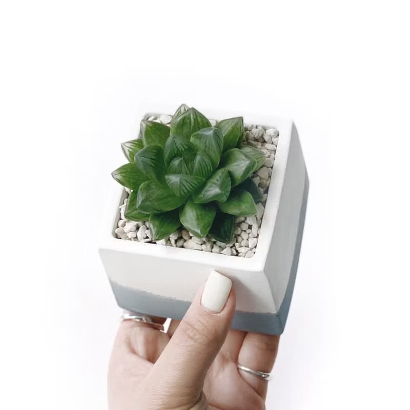 (現貨) 莫蘭迪藍系列 | 花火玉露 方形雙色水泥多肉植栽