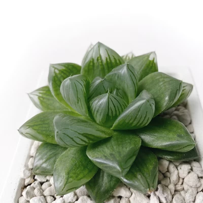 (現貨) 莫蘭迪藍系列 | 花火玉露 方形雙色水泥多肉植栽