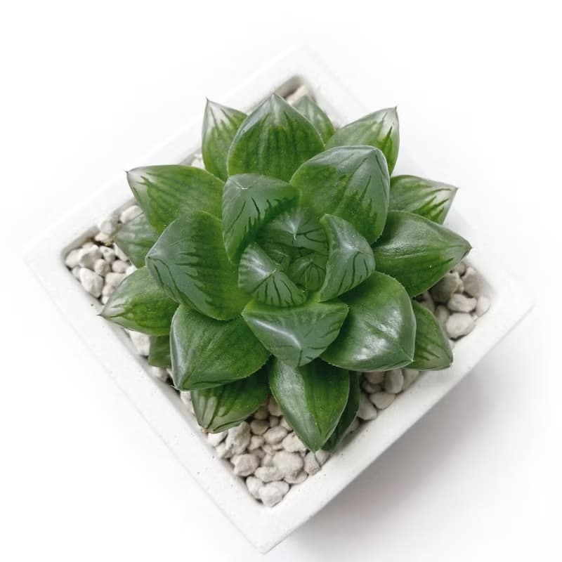 (現貨) 莫蘭迪藍系列 | 花火玉露 方形雙色水泥多肉植栽