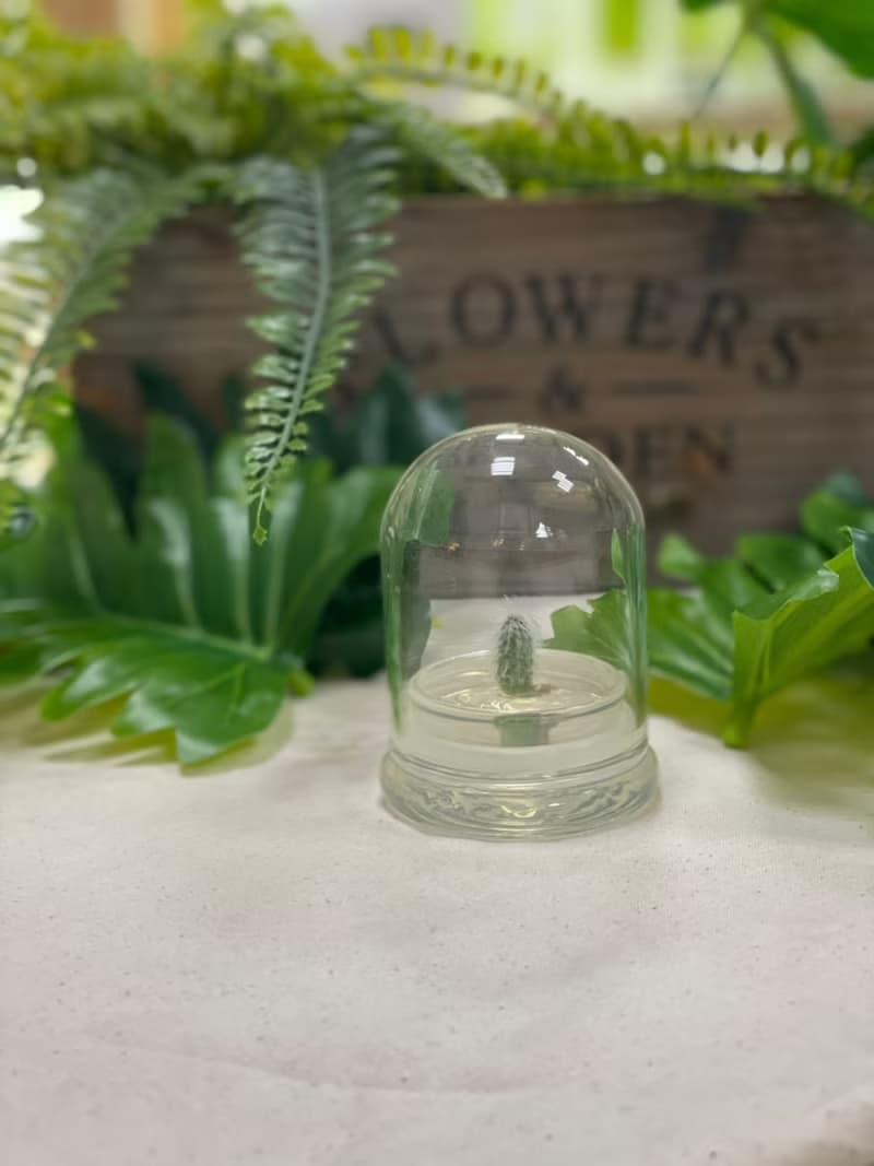 多肉植物【白宮殿】玻璃球2 辦公室內療癒植物盆栽