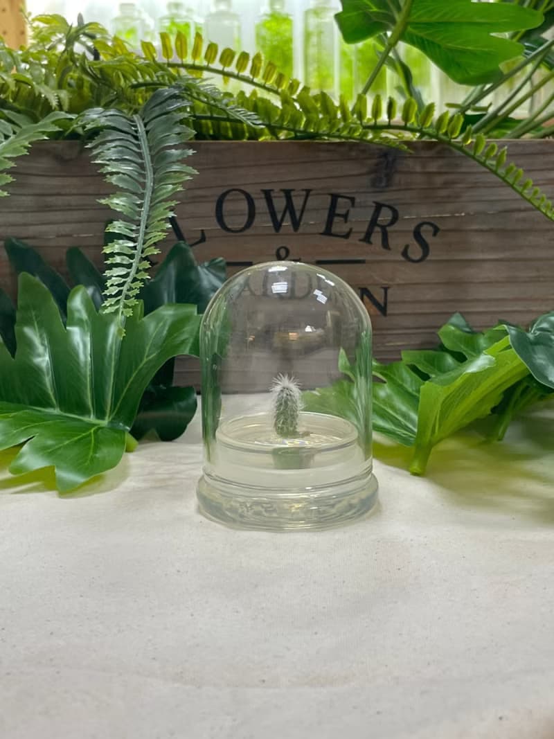 多肉植物【白宮殿】玻璃球2 辦公室內療癒植物盆栽