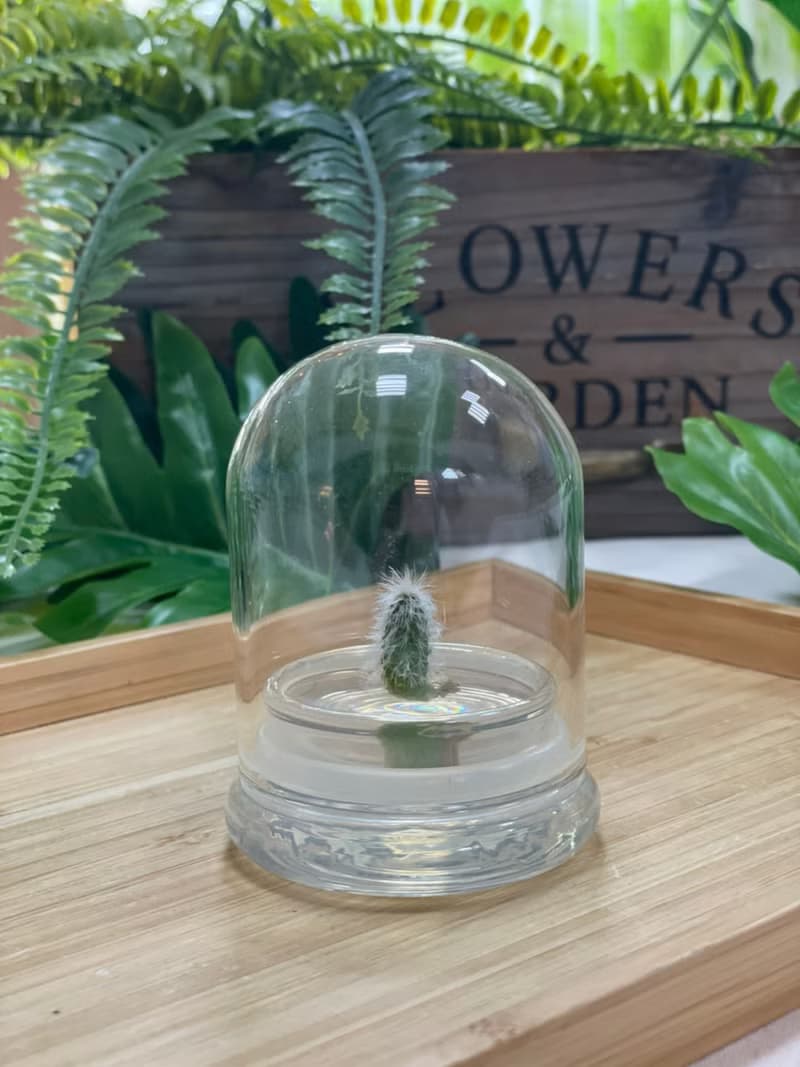 多肉植物【白宮殿】玻璃球2 辦公室內療癒植物盆栽