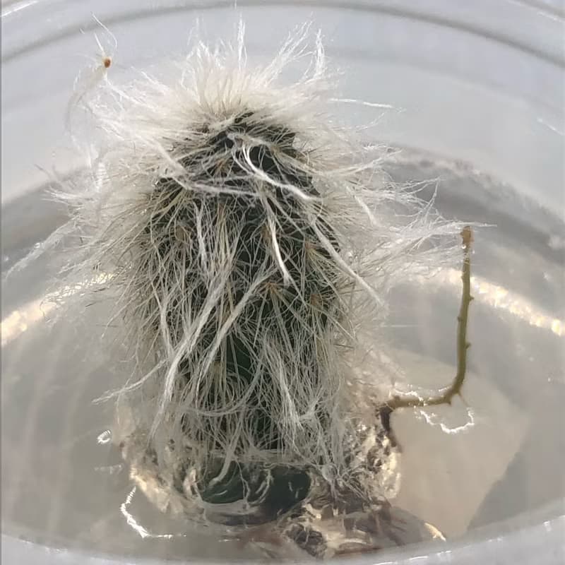 多肉植物【白宮殿】玻璃球2 辦公室內療癒植物盆栽