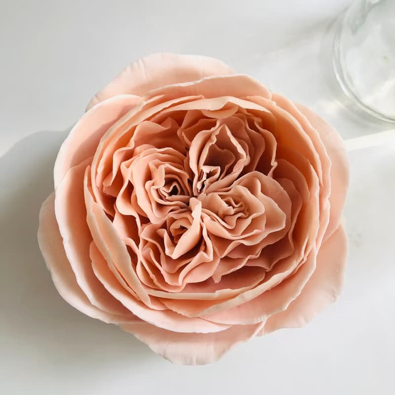 蜜蠟花擴香棒/擴香花(單朵)