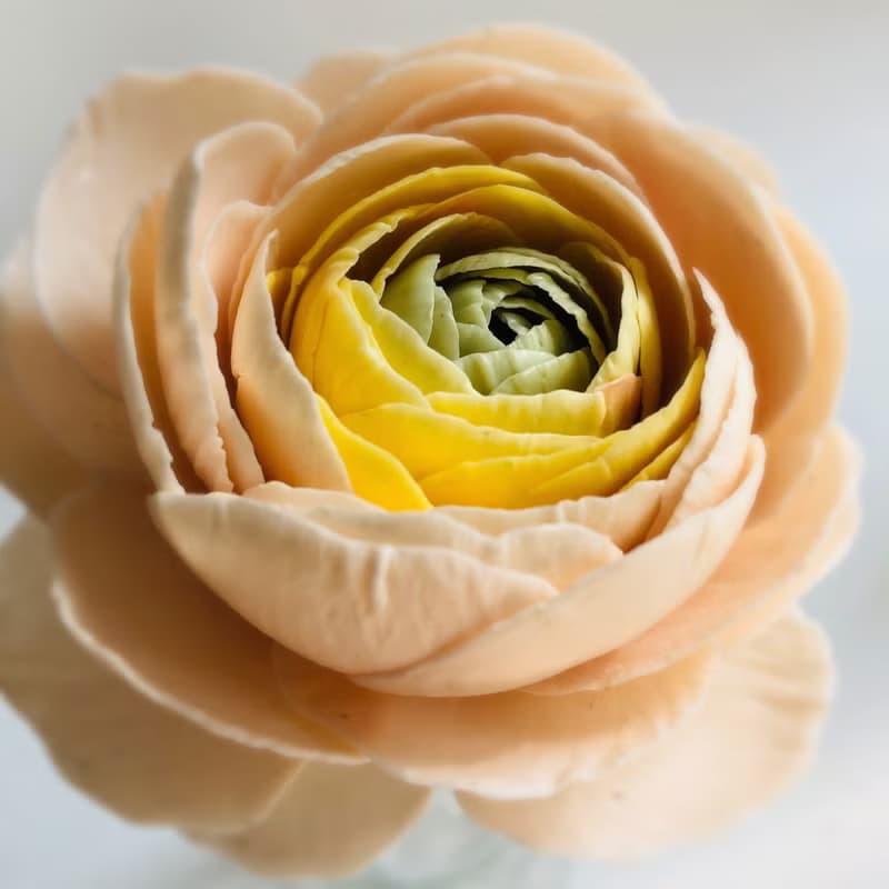 蜜蠟花擴香棒/擴香花(單朵)