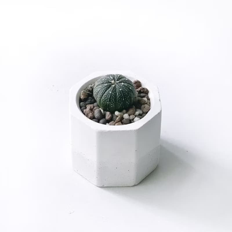 (現貨) 白灰漸層系列 | 星兜 小八角形水泥多肉植栽